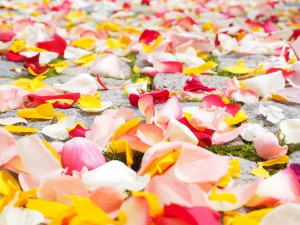 rose-petals-693570_1920